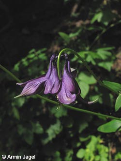 Aquilegia_vulgaris_SWD2009_ja237.jpg