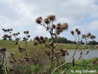 Arctium_lappa_DURheinhausen_130914_JScholten01.jpg