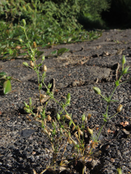 Arenaria_leptoclados_Attendorn_Waldfriedhof_070916_ja10.jpg