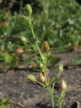 Arenaria_leptoclados_Attendorn_Waldfriedhof_070916_ja14.jpg