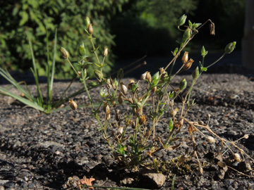 Arenaria_leptoclados_Attendorn_Waldfriedhof_070916_ja15.jpg