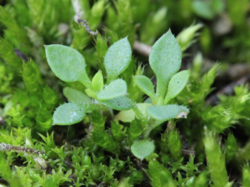 Arenaria_serpyllifolia_230917_CB01.jpg