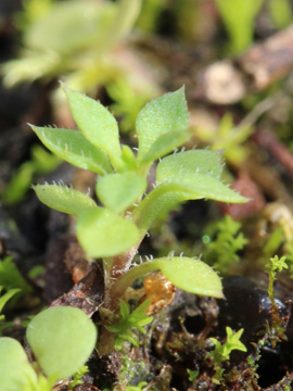 Arenaria_serpyllifolia_230917_CB02.jpg