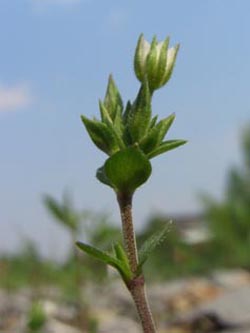 Arenaria_serpyllifolia_BO06040_ja01.jpg