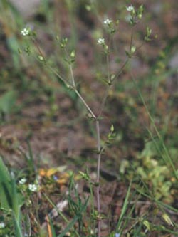 Arenaria_serpyllifolia_F282_ja.jpg