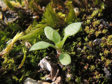 Arenaria_serpyllifolia_Geseke_220917_ja01.jpg