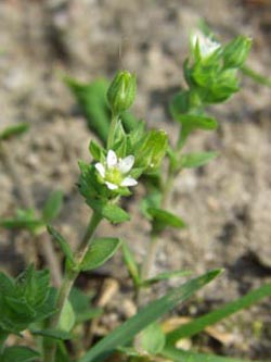 Arenaria_serpyllifolia_HiesfelderWald_010509_TK02.jpg