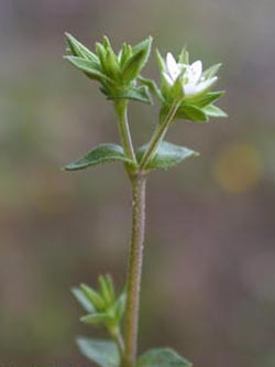 Arenaria_serpyllifolia_ja31.jpg