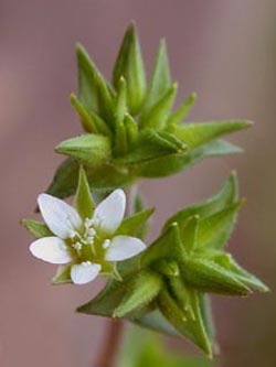 Arenaria_serpyllifolia_ja33.jpg