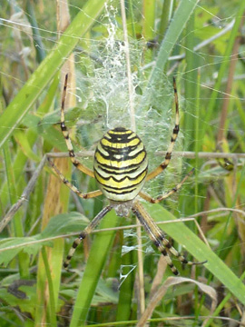 Argiope_bruennichi_BOLaer_UemmingerSee_ho01.jpg