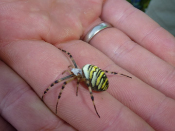 Argiope_bruennichi_BOLaer_UemmingerSee_ho03.jpg