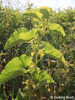 Aristolochia_clematitis_SWD2009_CB66.jpg