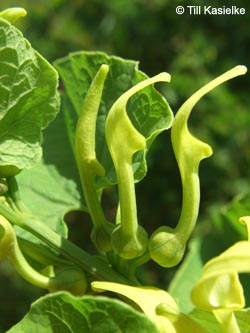 Aristolochia_clematitis_SWD2009_TK65.jpg