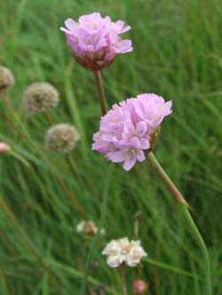Armeria_elongata_AltarmZibberick_ElbeEx2008_ja01.jpg