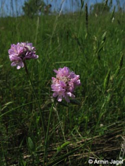 Armeria_halleri_BottendorferHuegel_Kyffhaeuser030610_ja02.jpg