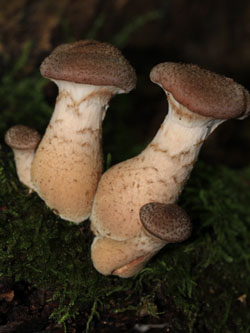 Armillaria_BOMailand_111015_Pilze_CB02.jpg