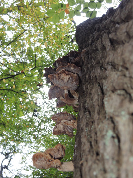 Armillaria_gallica_BO_Koenigsbuescher_Waeldchen_Pilze_ja04.jpg