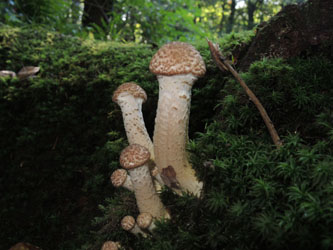 Armillaria_mellea_BOMailand_111015_ja01.jpg