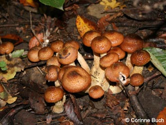 Armillaria_mellea_BoevinghauserBachtalPilze_CB02.jpg