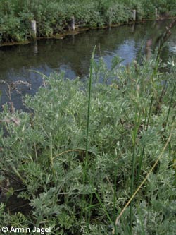 Artemisia_rupestris_ArtenerSolgraben_Kyffhaeuser030610_ja02.jpg