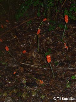 Arum_maculatum_GeoTag_240711_TK37.jpg