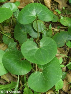 Asarum_europaeum_SWD2009_205_TK01.jpg