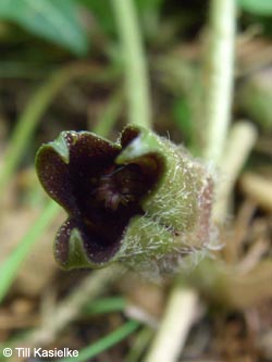 Asarum_europaeum_SWD2009_TK206.jpg