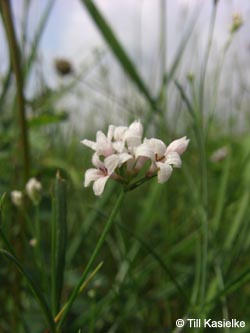 Asperula_cynanchica_SWD2009_TK120.jpg