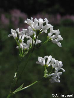 Asperula_tinctoria_SWHaenge_Kyffhaeuser040610_ja03.jpg