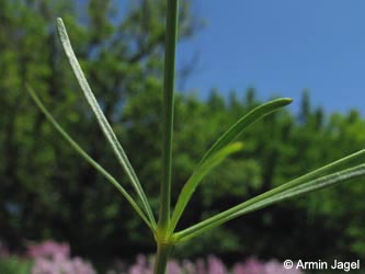 Asperula_tinctoria_SWHaenge_Kyffhaeuser040610_ja05.jpg