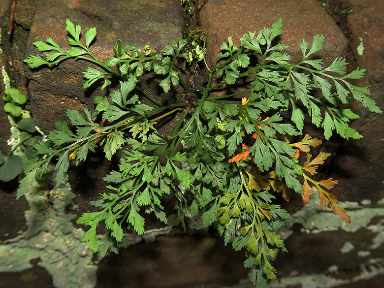 Asplenium_ruta-muraria_Bochum_101119_ML01.jpg