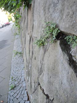 Asplenium_ruta-muraria_Bochum_Hoentrop_230714_TK02.jpg