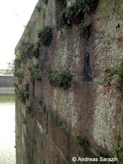 Asplenium_ruta-muraria_Elbe2008_3_AS15.jpg