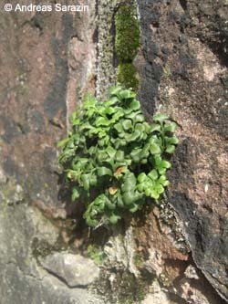 Asplenium_ruta-muraria_Elbe2008_3_AS16.jpg