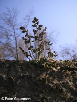 Asplenium_ruta-muraria_GERheinelbe2009_PG01.jpg