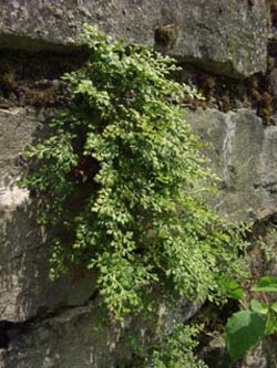 Asplenium_ruta-muraria_Geseke150606_ja01.jpg