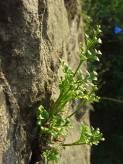 Asplenium_ruta-muraria_HAT120506_ja08.jpg