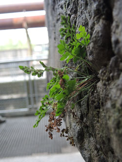 Asplenium_ruta-muraria_HATHenrichshuette130915_ho02.jpg