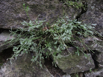 Asplenium_ruta-muraria_Schlupkothen_020716_TK01.jpg