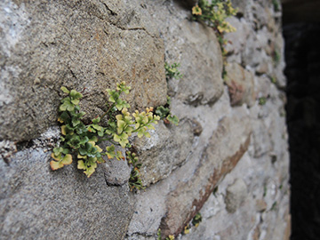 Asplenium_ruta-muraria_WIT_Hardenstein_240818_ja01.jpg