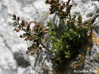 Asplenium_ruta-muraria_Warstein_210412_CB61.jpg