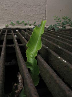 Asplenium_scolopendrium_DOPhoenixsee210712_ja01.jpg