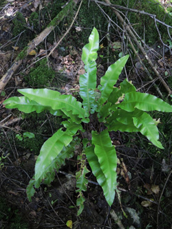 Asplenium_scolopendrium_Schlupkothen_020716_TK03.jpg