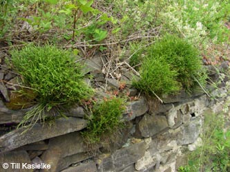 Asplenium_septentrionale_Hatzenport_100612_TK08.jpg