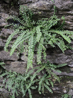 Asplenium_trichomanes_Schlupkothen_020716_TK02.jpg