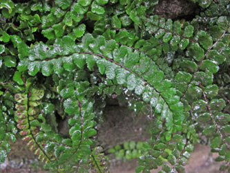 Asplenium_trichomanes_hastatum_Dahl_2014_ML01.jpg