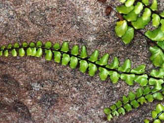 Asplenium_trichomanes_hastatum_Heidelberg_2003_ML02.jpg