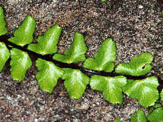 Asplenium_trichomanes_hastatum_Heidelberg_2003_ML02_2.jpg