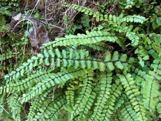 Asplenium_trichomanes_lovisianum_Dahl_2013_ML01.jpg