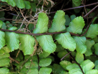 Asplenium_trichomanes_lovisianum_Dahl_2013_ML01_2.jpg